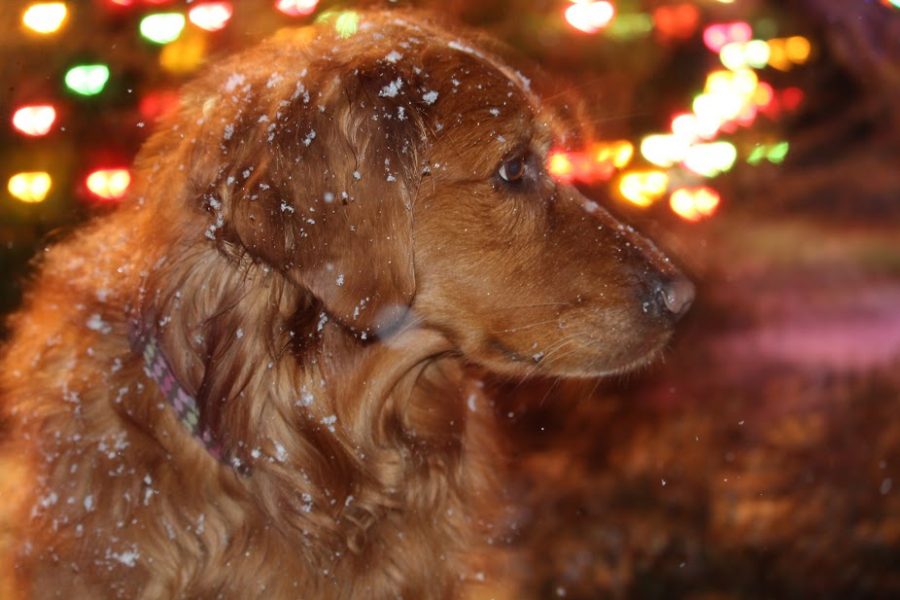 Photographed is Pauline Dierkens puppy.  Dierkens enjoys taking photos and adding the Christmas elements just brings it to life.  Dierkens also loves to decorate for Christmas